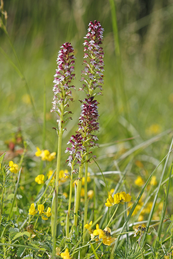 Orchis brulé (Orchis ustulatus)