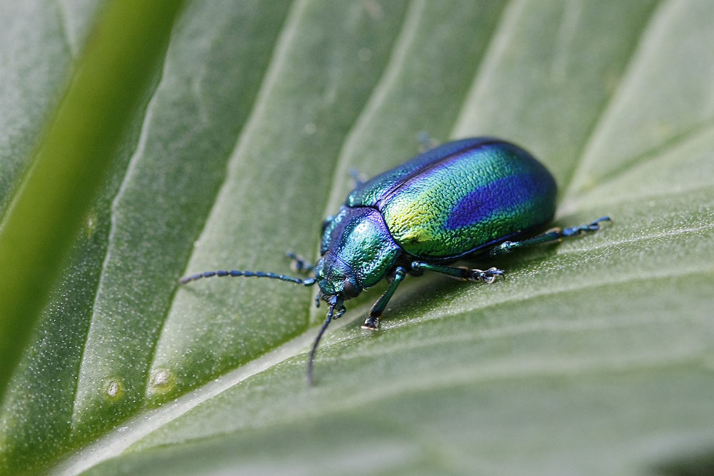 Chrysomèle (Oreina alpestris)