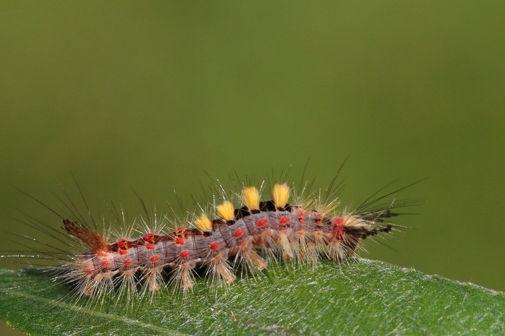 L'Etoilée (Orgyia antiqua)