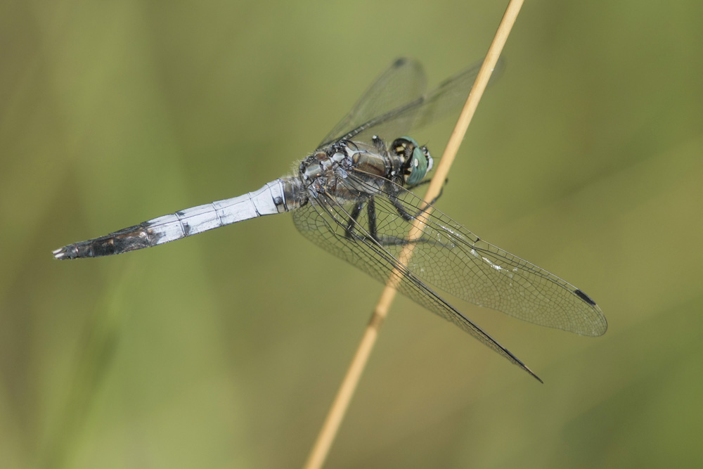 Orthetrum à stylets blancs (Orthetrum albistylum) mâle