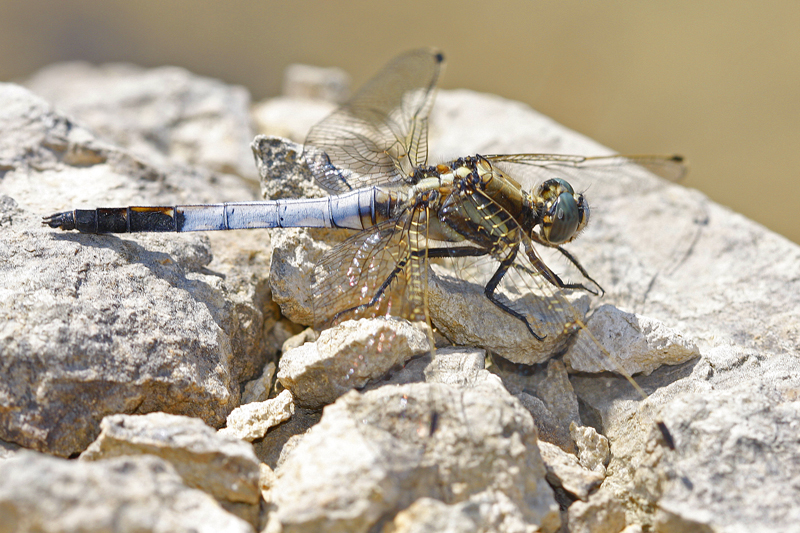 Orthetrum à stylets blancs (Orthetrum albistylum) mâle