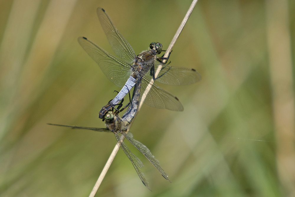 Orthetrum à stylets blancs (Orthetrum albistylum) immature