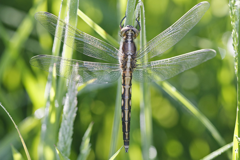 Orthetrum à stylets blancs (Orthetrum albistylum) immature