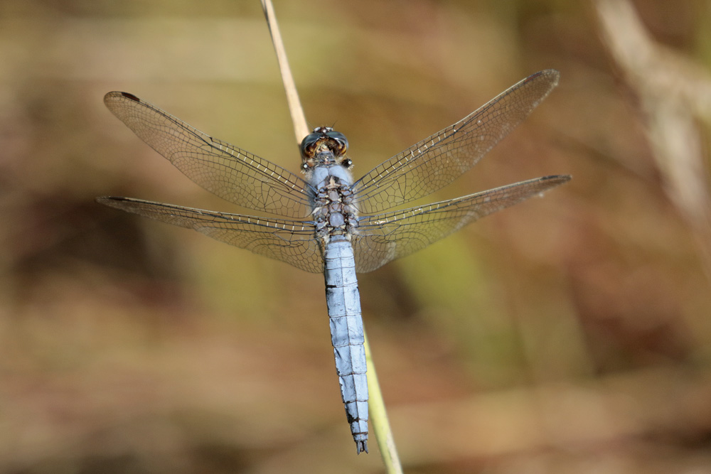 Orthetrum brun (Orthetrum brunneum) mâle.