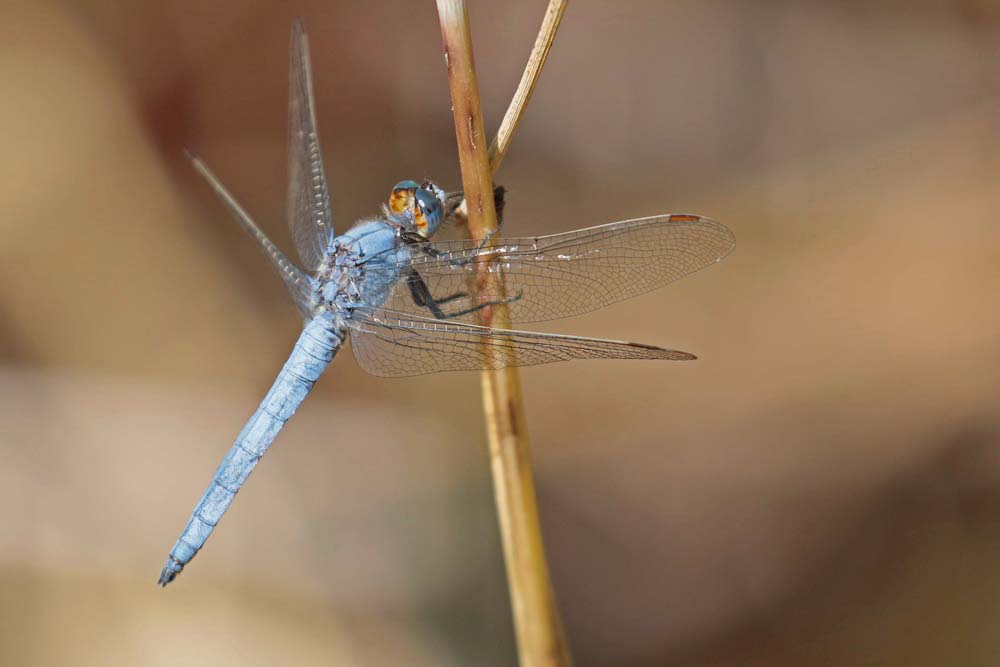 Orthetrum brun (Orthetrum brunneum) mâle.