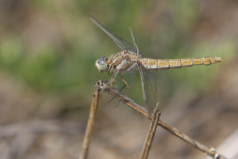 Orthetrum brun (Orthetrum brunneum) femelle.