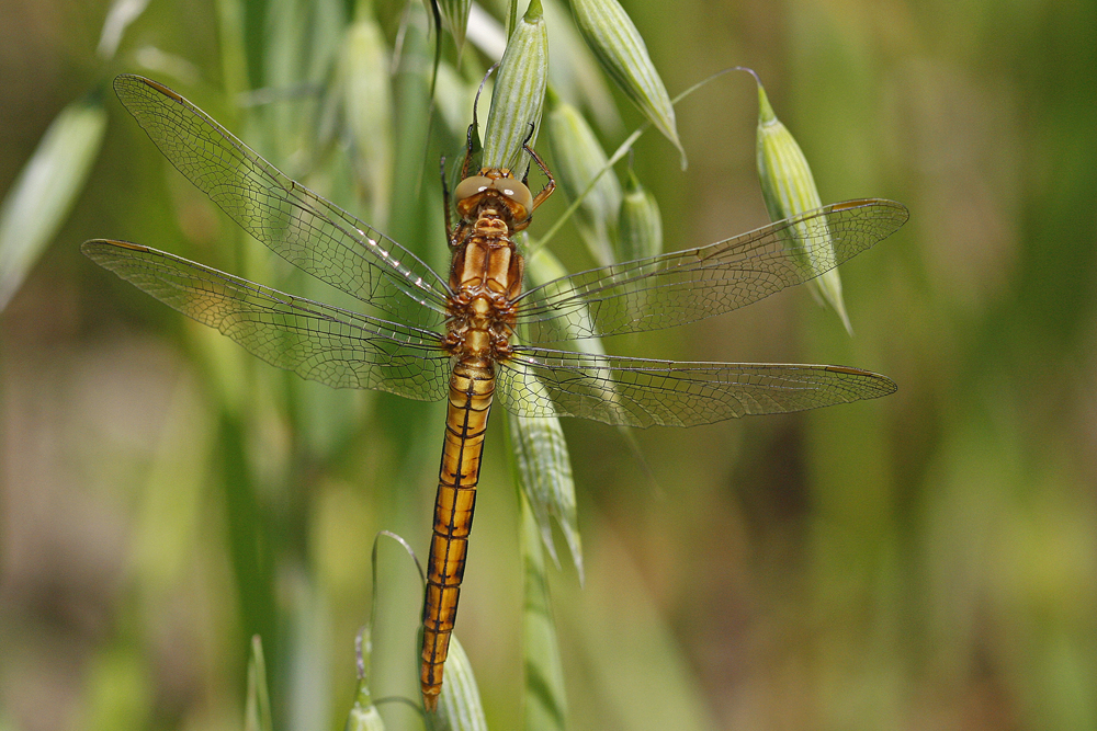 Orthetrum bleuissant (Orthetrum coerulescens) immature.