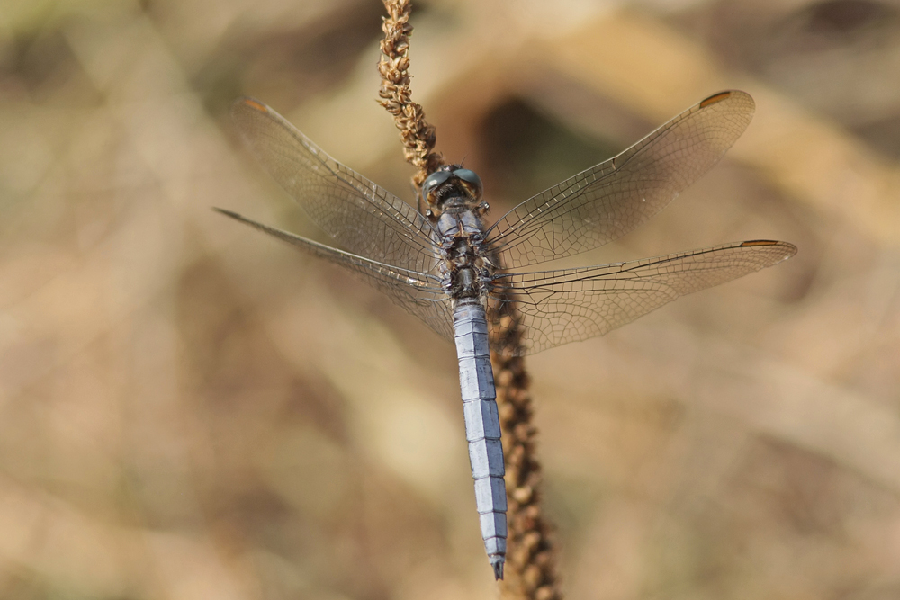 Orthetrum bleuissant (Orthetrum coerulescens) mâle