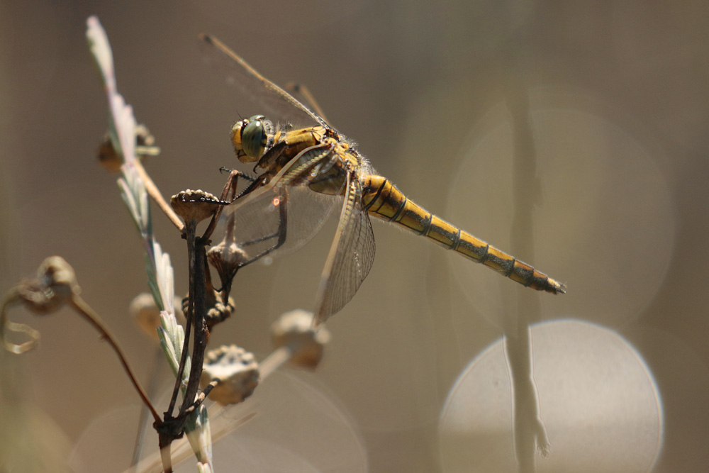 Orthetrum réticulé (Orthetrum cancellatum) femelle