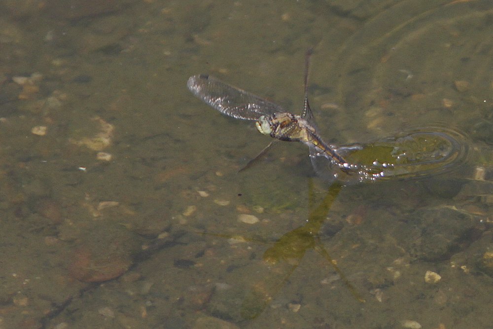 Orthetrum réticulé (Orthetrum cancellatum) femelle