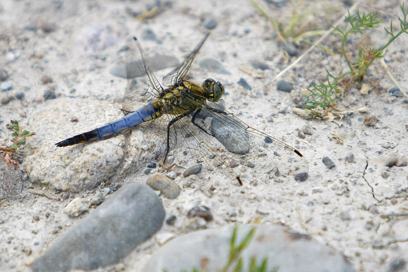 Orthetrum réticulé (Orthetrum cancellatum) mâle