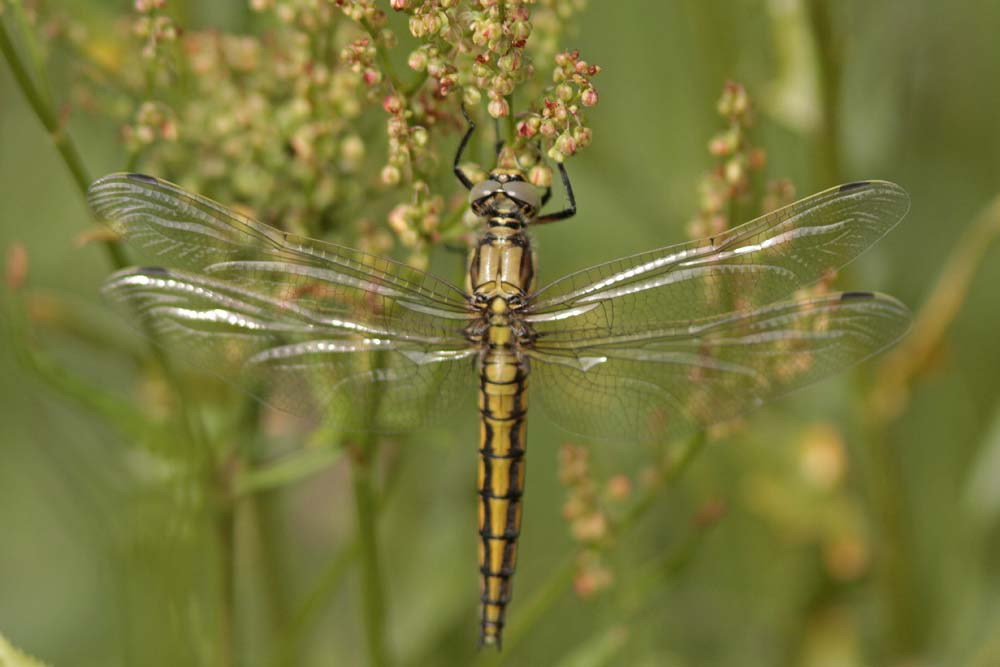 Orthetrum réticulé (Orthetrum cancellatum) immature