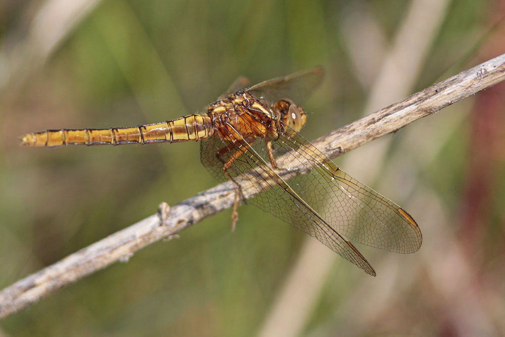 Orthetrum bleuissant (Orthetrum coerulescens) femelle.