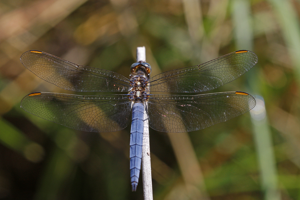 Orthetrum bleuissant (Orthetrum coerulescens) mâle