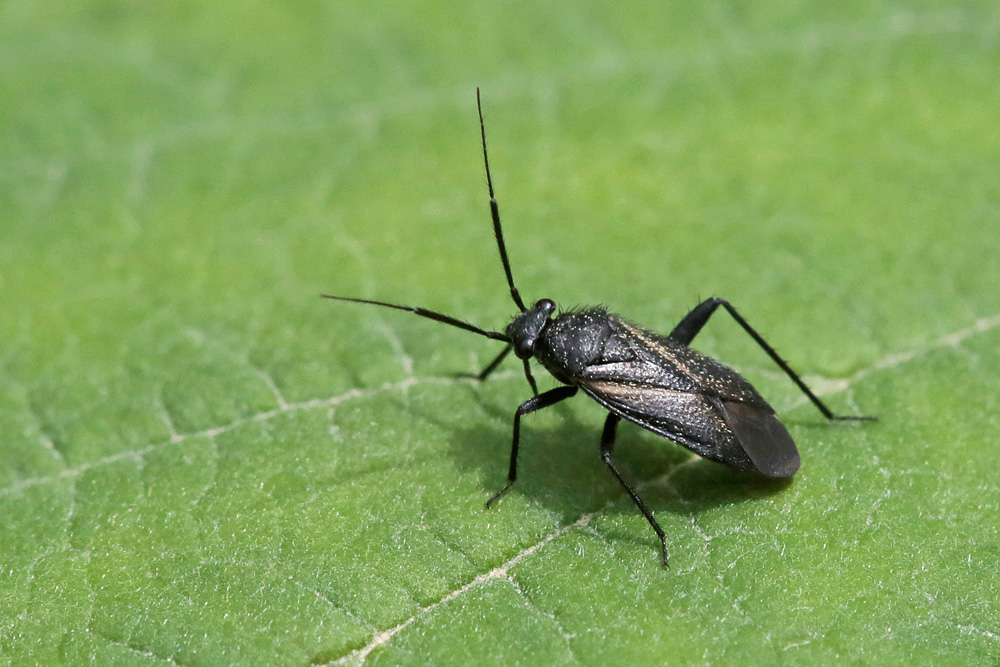 Orthocephalus coriaceus