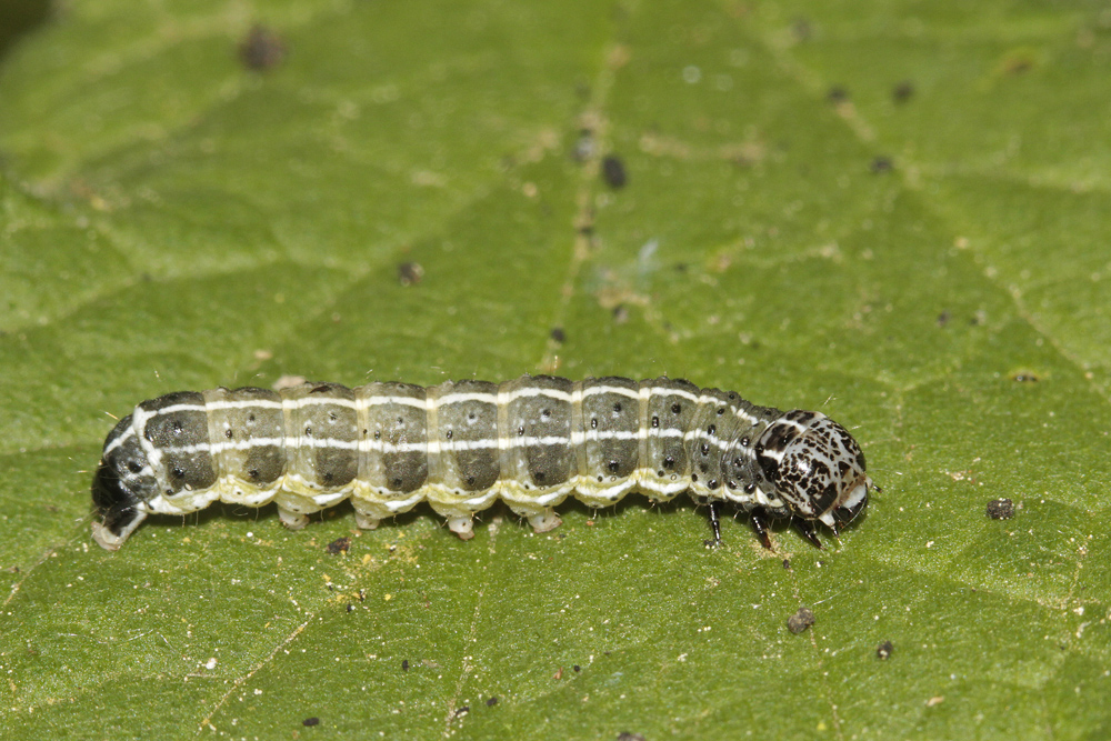 L'Orthosie farineuse (Orthosia cruda)