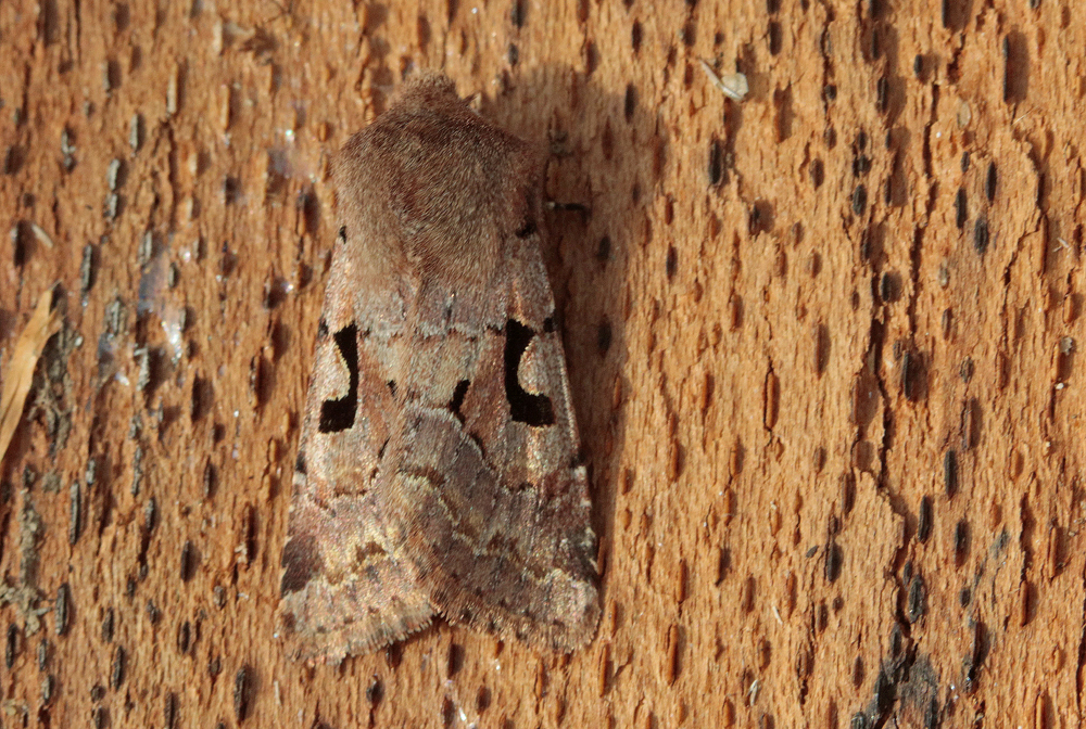 La Gothique (Orthosia gothica)