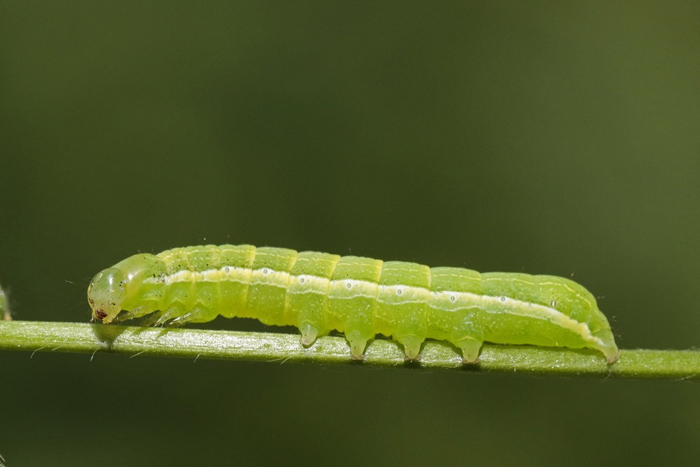 La Gothique (Orthosia gothica)