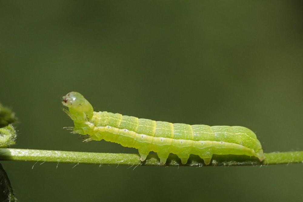 La Gothique (Orthosia gothica)
