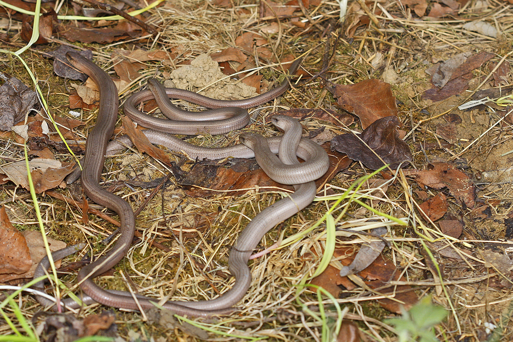 Orvet fragile (Anguis fragilis)