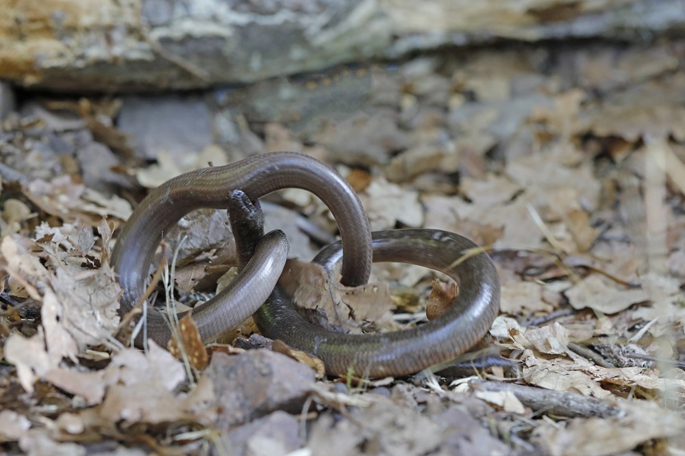 Orvet fragile (Anguis fragilis) combat