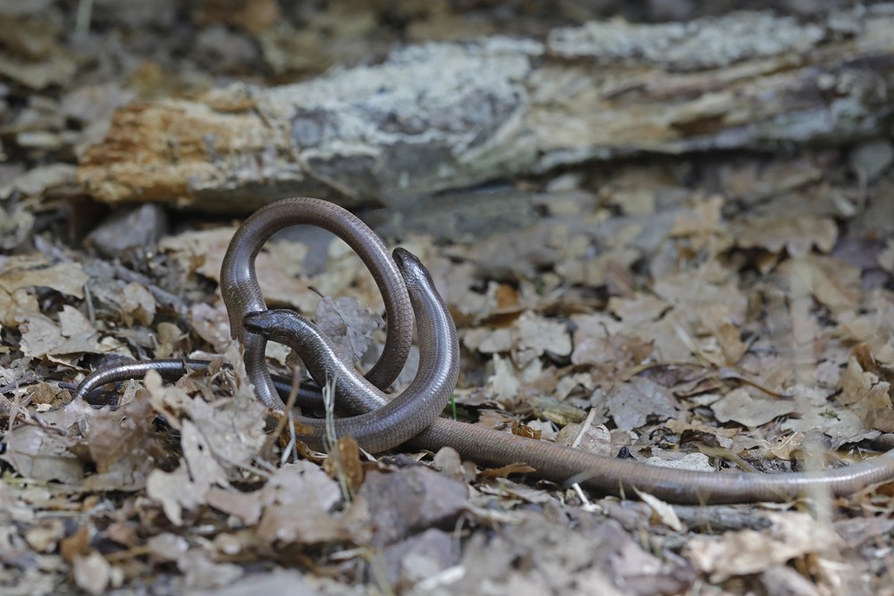 Orvet fragile (Anguis fragilis) combat