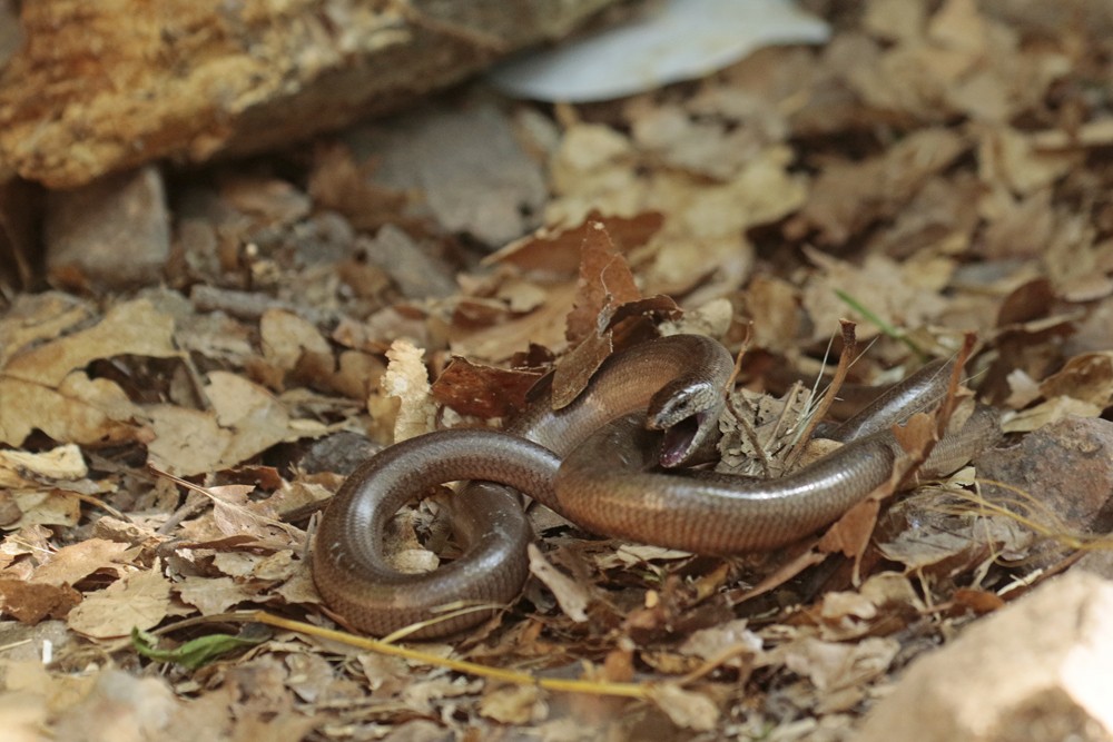 Orvet fragile (Anguis fragilis) combat