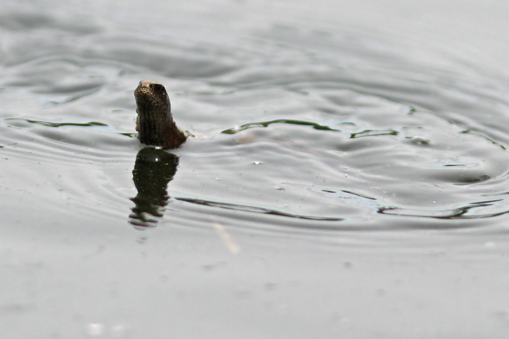 Orvet fragile (Anguis fragilis)