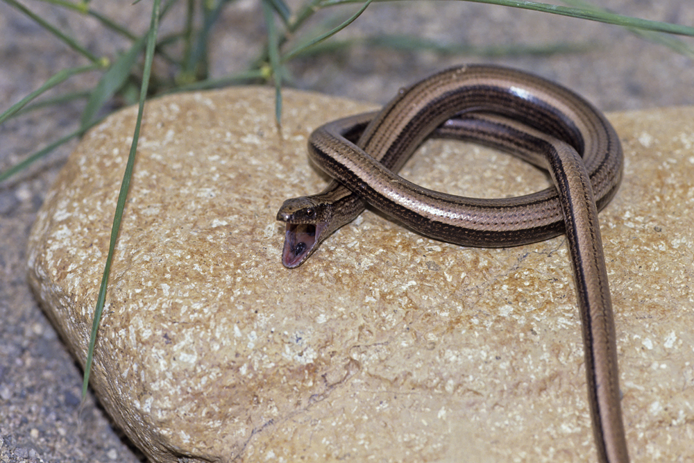 Orvet fragile (Anguis fragilis)