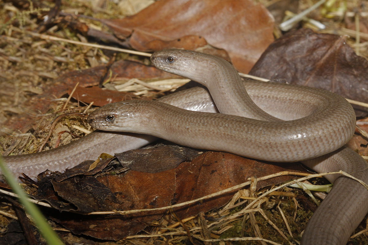 Orvet fragile (Anguis fragilis)