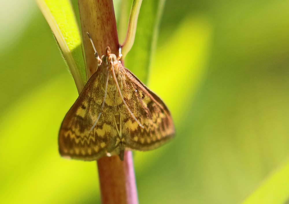 La Pyrale du maïs (Ostrinia nubilalis)