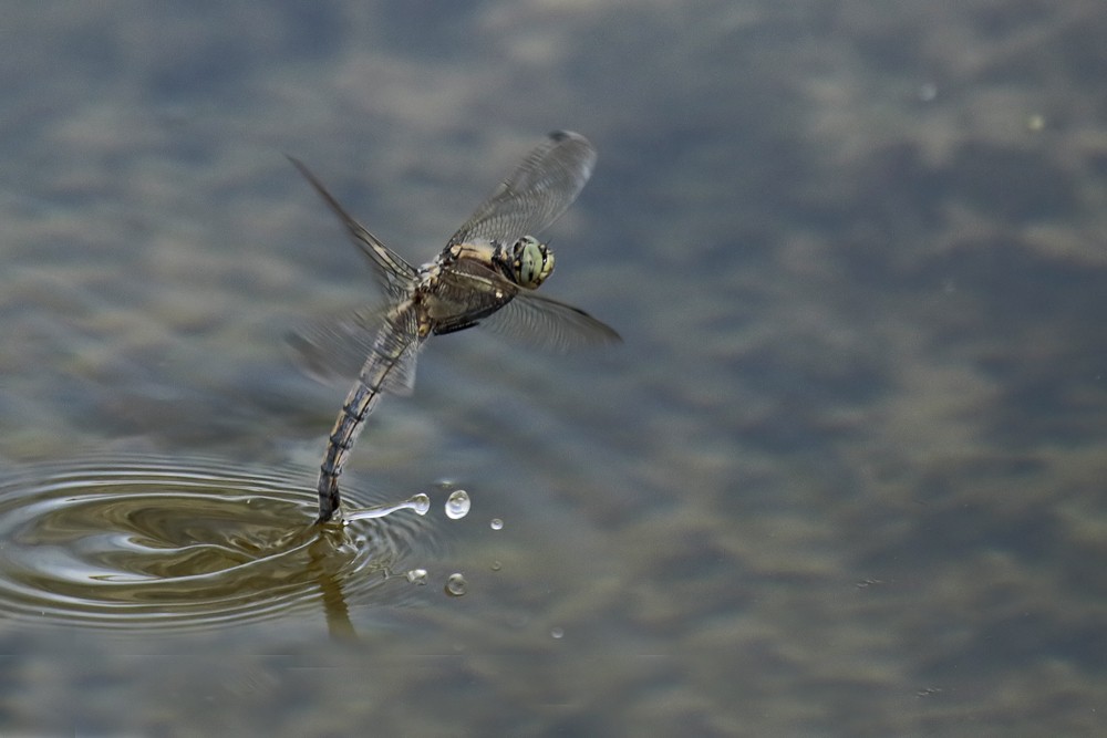 Orthetrum réticulé (Orthetrum cancellatum) femelle