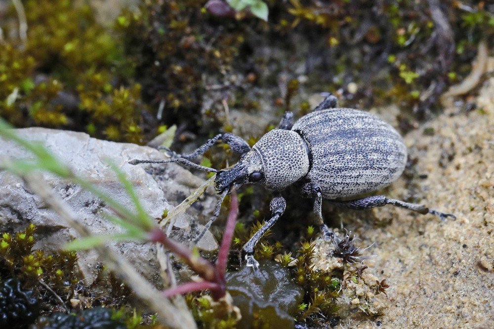 Charançon gris à étuis réunis  (Otiorhynchus ligustici)