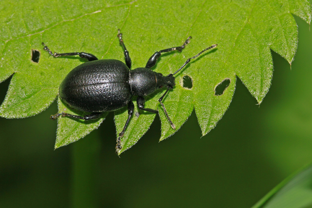 Charançon (Otiorhynchus sp)
