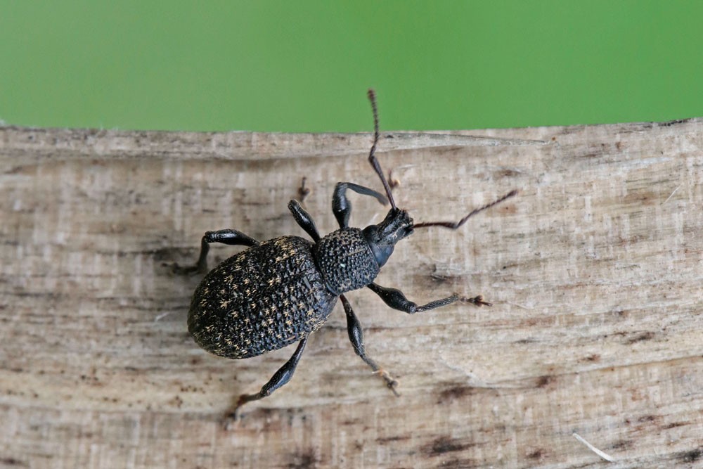 Charançon  Otiorhynche de la vigne (Otiorhynchus sulcatus)