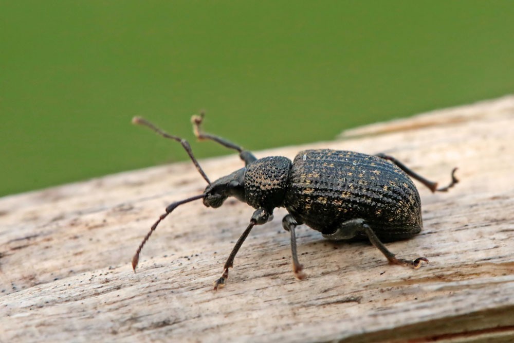 Charançon  Otiohrynche de la vigne (Otiorhynchus sulcatus)