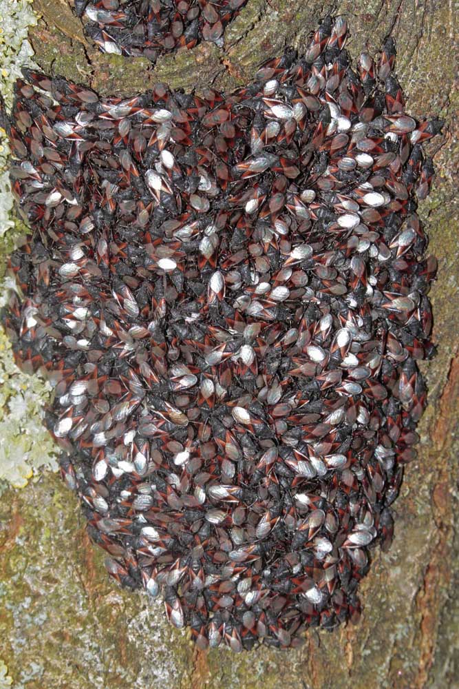 Punaise du tilleul (Oxycarenus lavaterae)