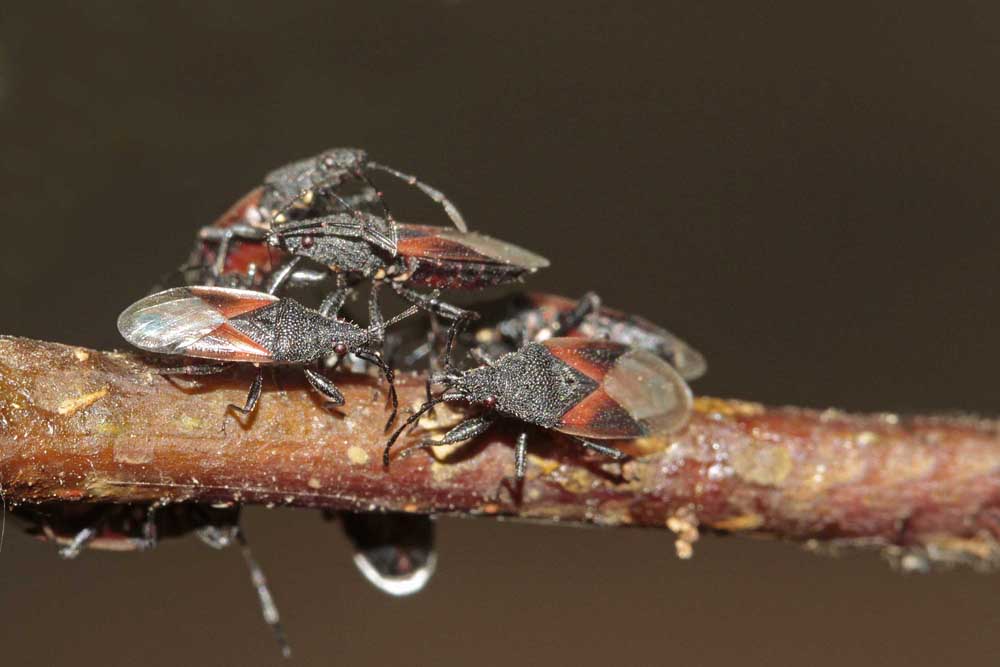 Punaise du tilleul (Oxycarenus lavaterae)