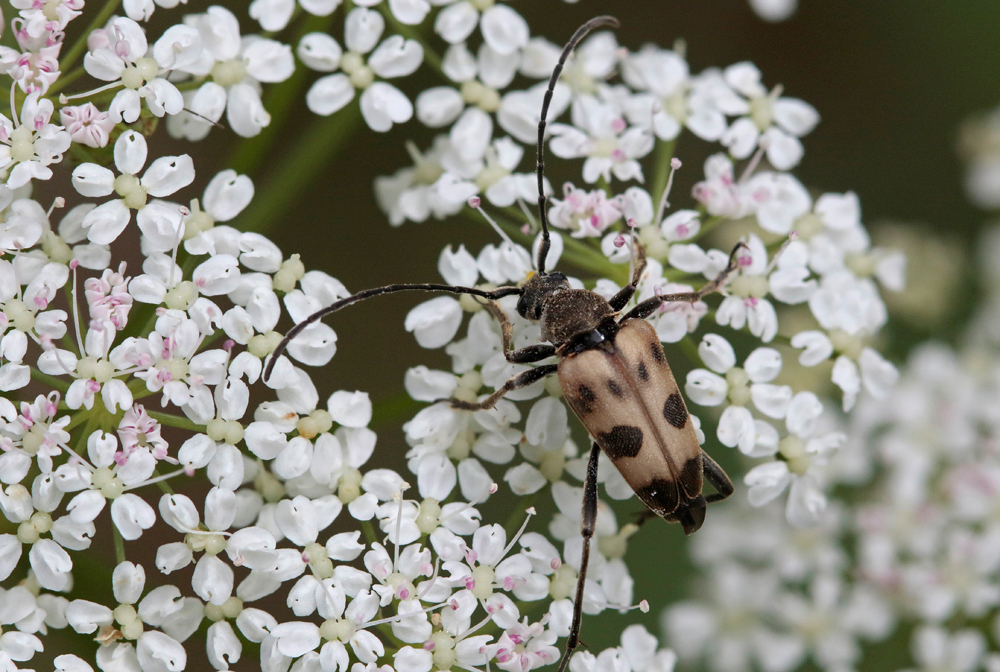 Lepture en forme de capricorne (Pachytodes  cerambyciforrmis)