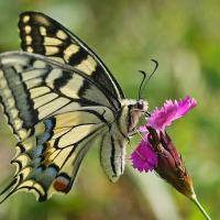 Le Machaon (Papilio machaon)