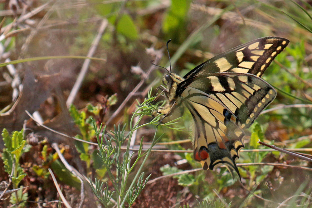 Le Machaon (Papilio machaon) femelle en ponte.