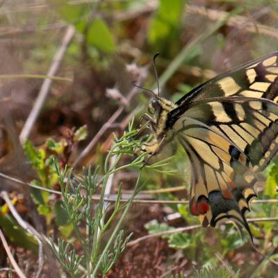 Le Machaon (Papilio machaon) femelle en ponte.