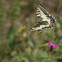 Le Machaon (Papilio machaon)