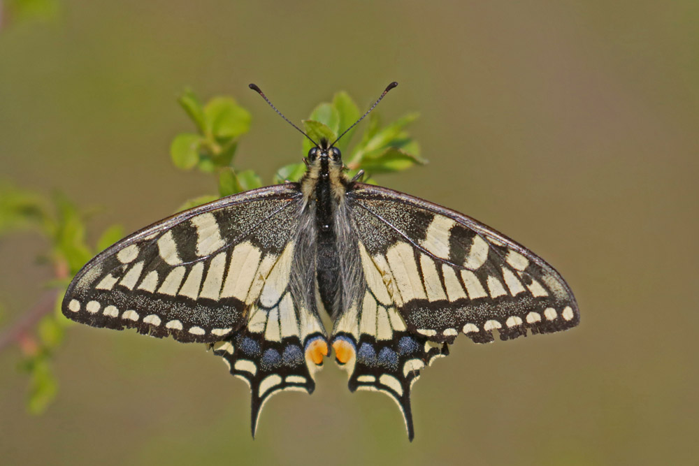 Le Machaon (Papilio machaon)