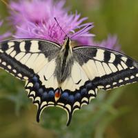 Le Machaon (Papilio machaon)