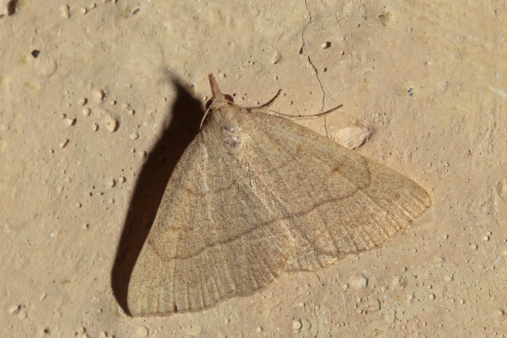 L'Herminie dérivée (Paracolax tristalis)