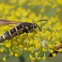 La Petite sésie du peuplier (Paranthrene tabaniformis)