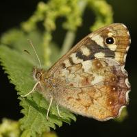 Le Tircis (Pararge aegeria)