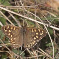 Le Tircis (Pararge aegeria)