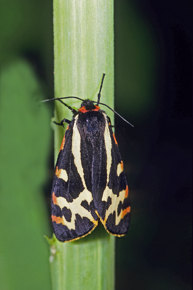 L'Ecaille du plantain (Arctia plantaginis)